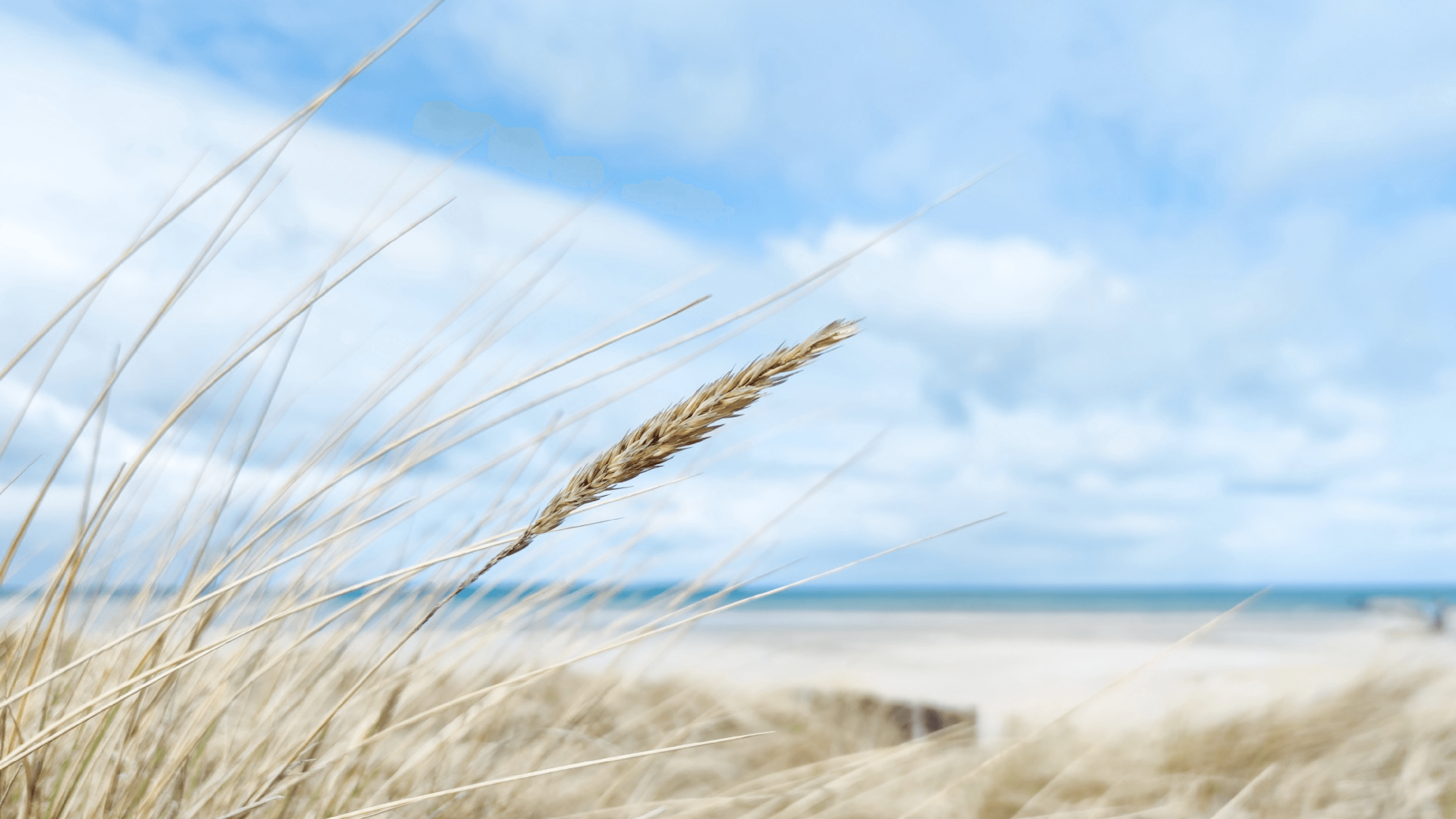 Strand med siv og havudsigt under lyse skyformationer.