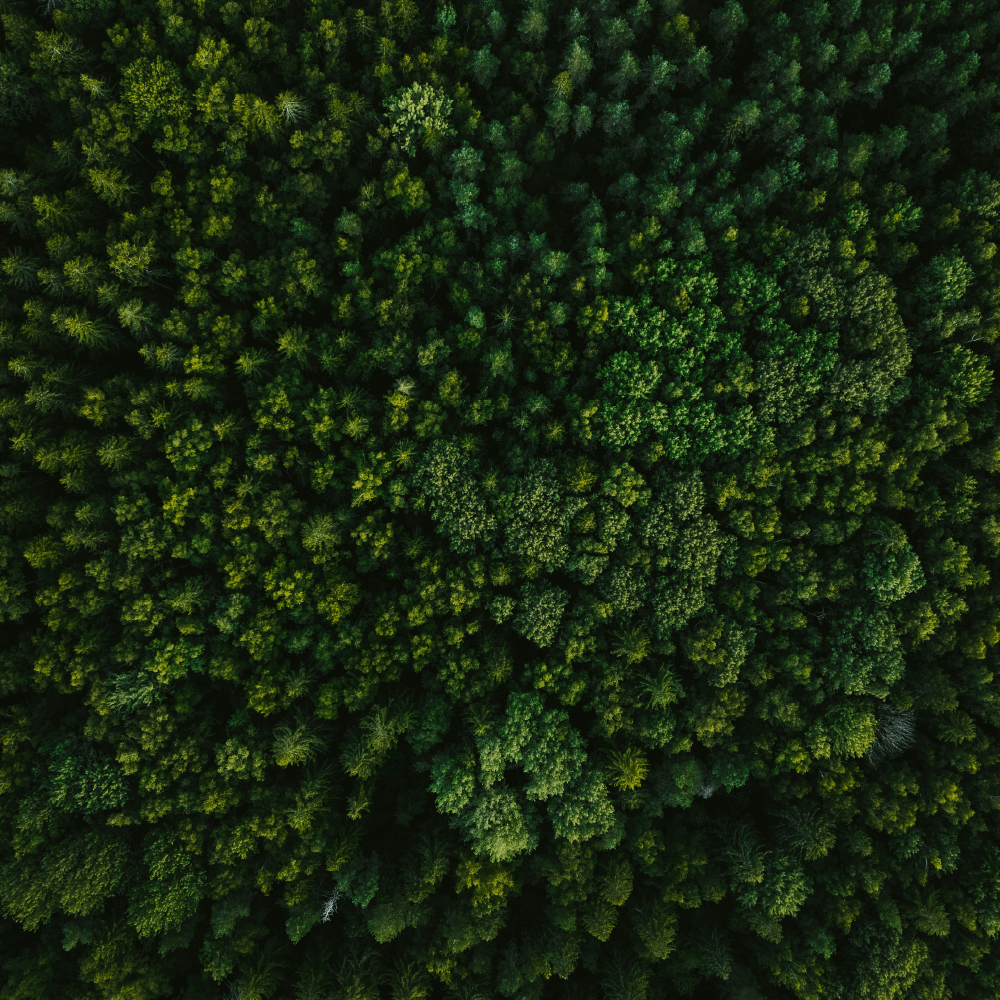 Tæt grøn skov set oppefra i dagslys.