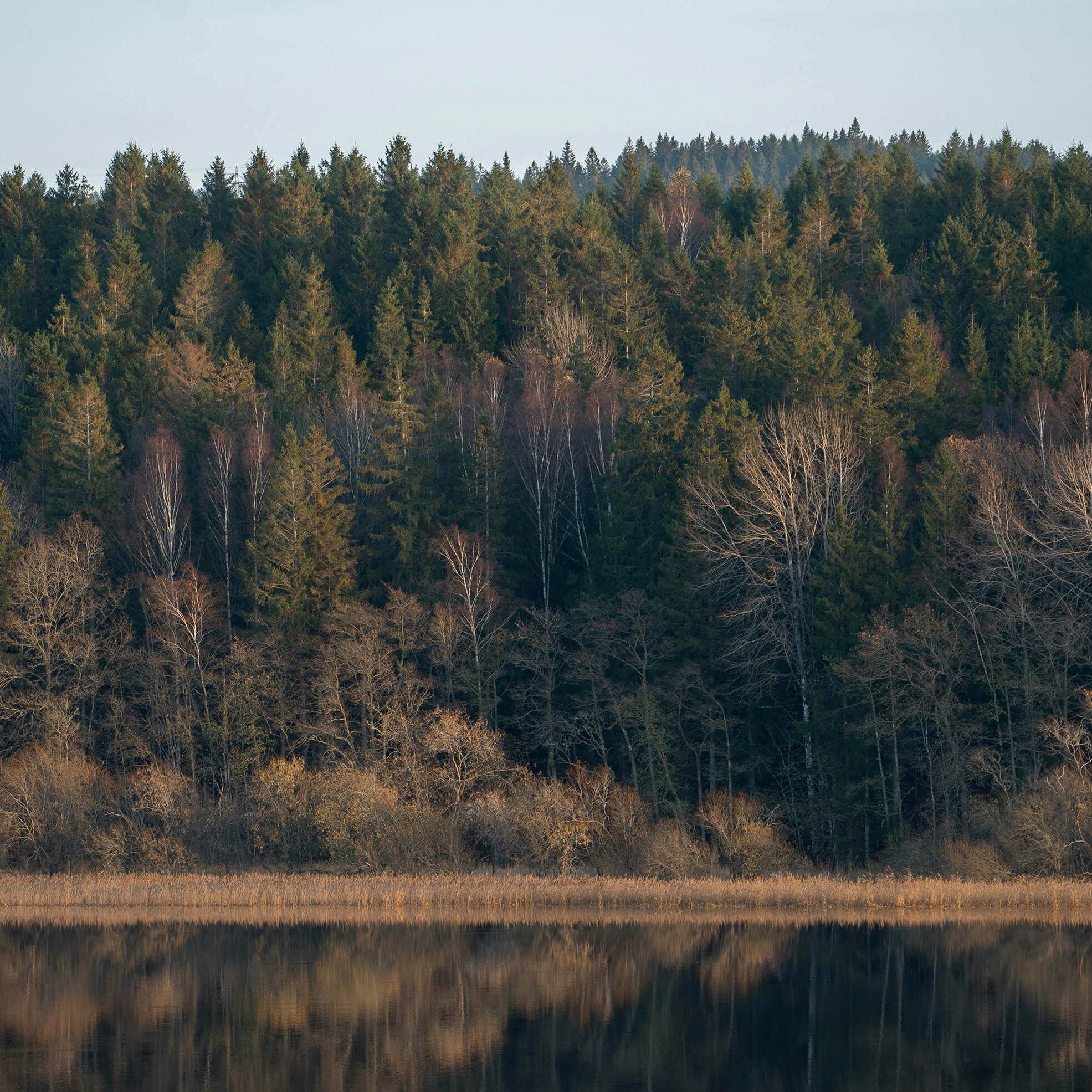 Dansk skovkant.