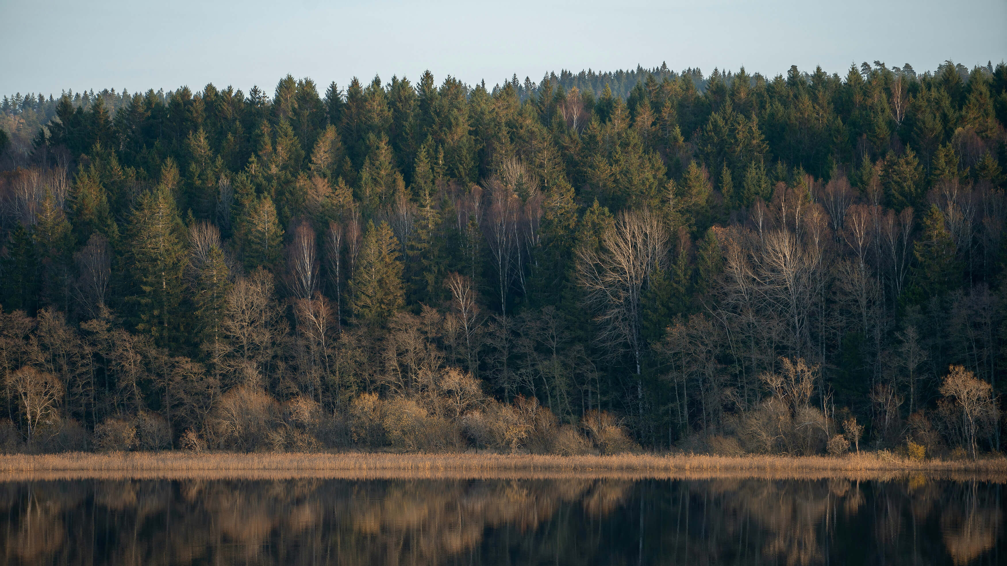 Dansk skovkant.