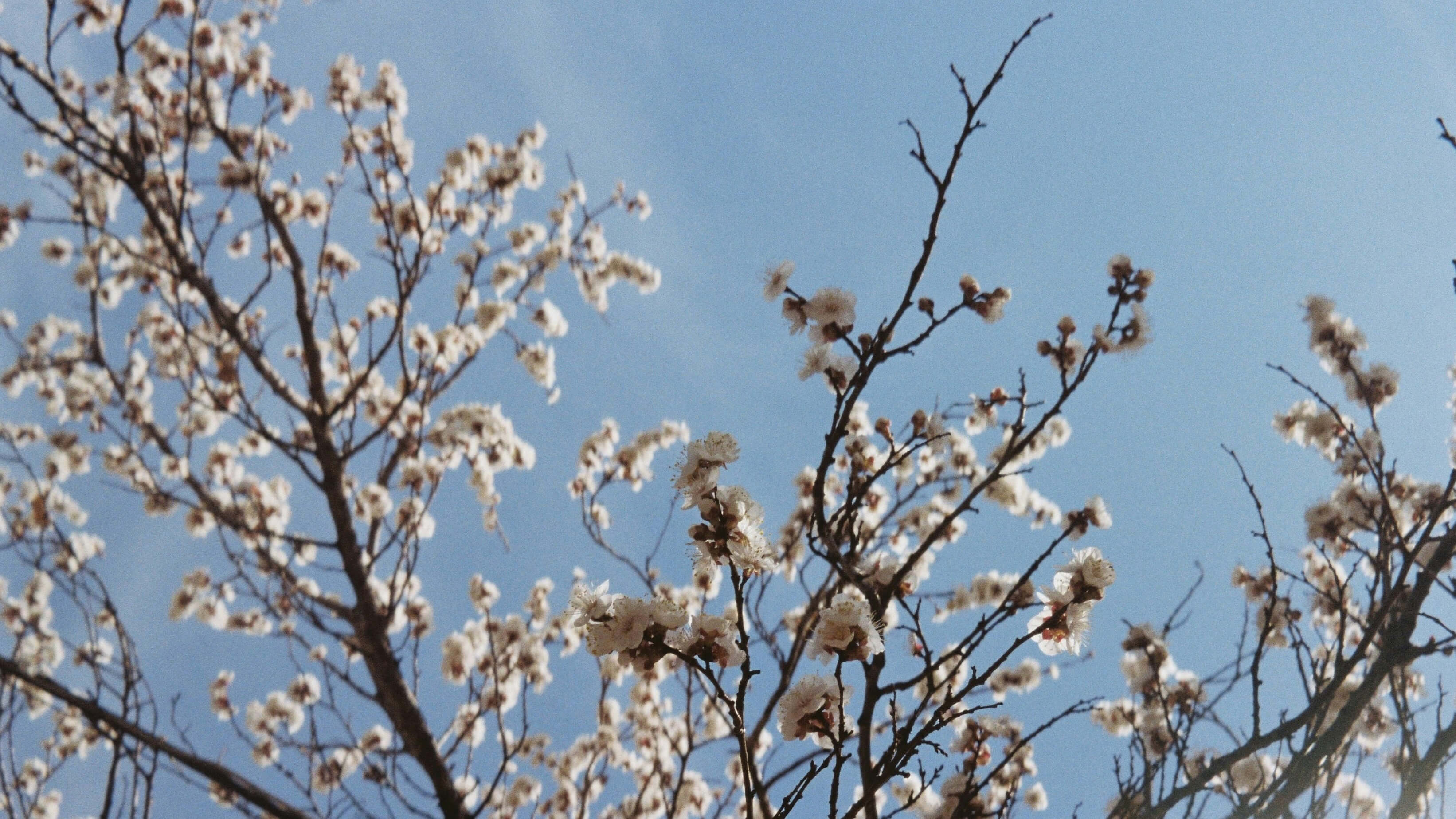 Blomstrende træ mod blå himmel.